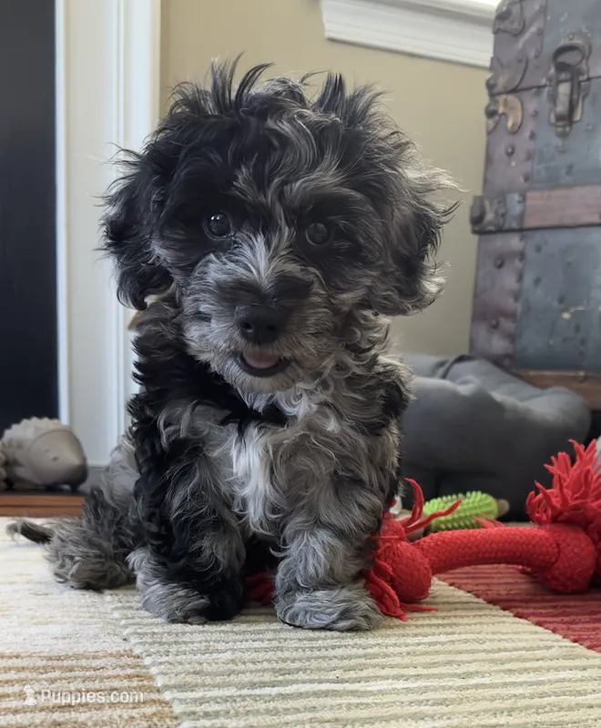 Charlie  – Cavapoo puppy on hold in Gilbertsville, PA