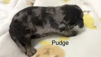 Pudge, a male Cavapoo for sale in Gilbertsville, PA – 3 of 5