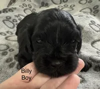 Billy, a male Cavapoo for sale in Gilbertsville, PA – 3 of 5