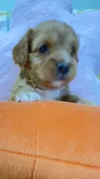 Max, a male Cavapoo for sale in Gilbertsville, PA – Photo 2 of 6