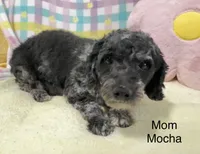 Max, a male Cavapoo for sale in Gilbertsville, PA – Photo 4 of 6