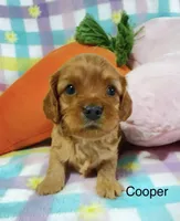 Cooper , a male Cavapoo for sale in Gilbertsville, PA – Photo 7 of 8