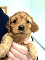 Cooper , a male Cavapoo for sale in Gilbertsville, PA – Photo 4 of 8