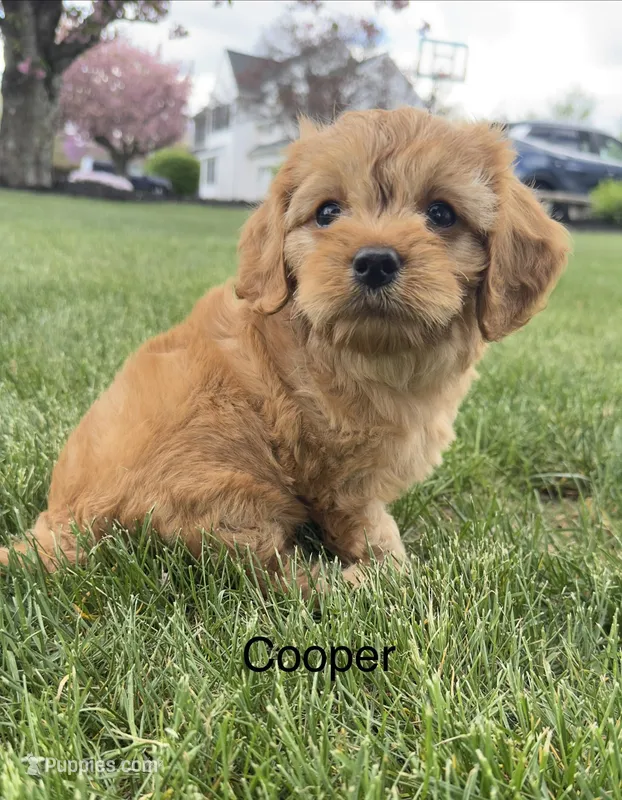 Cooper  – Cavapoo puppy for sale in Gilbertsville, PA