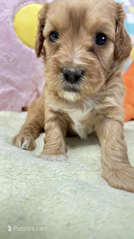 Max – Cavapoo puppy for sale in Gilbertsville, PA