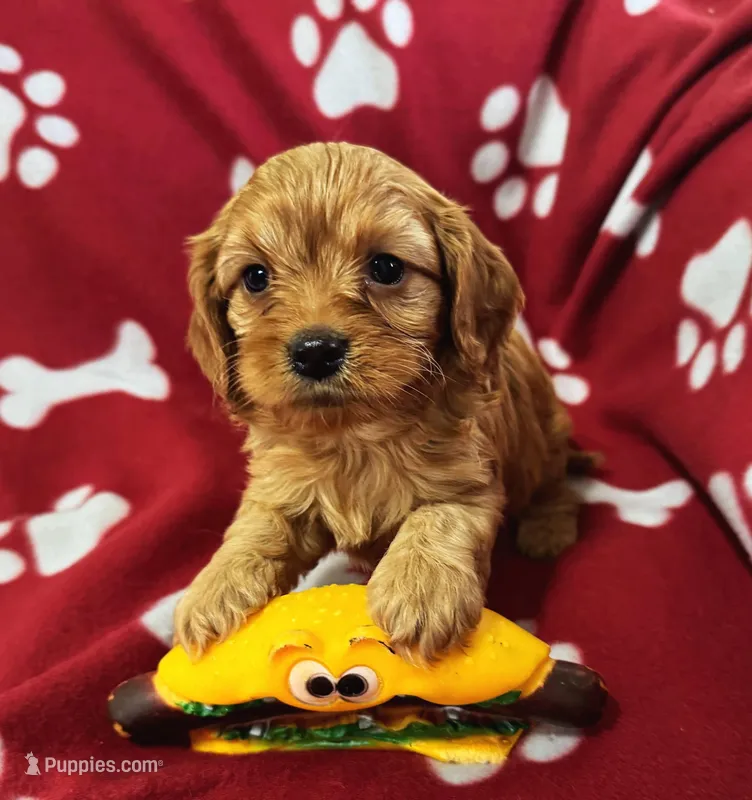 Cooper  – Cavapoo puppy for sale in Gilbertsville, PA