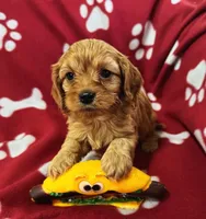 Cooper , a male Cavapoo for sale in Gilbertsville, PA – Photo 3 of 8