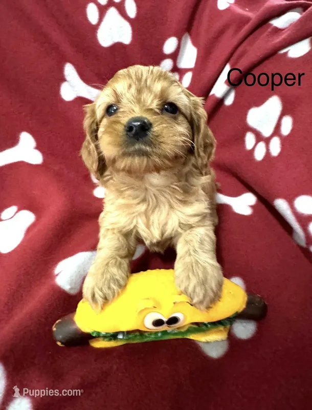 Cooper  – Cavapoo puppy for sale in Gilbertsville, PA