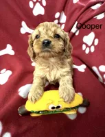 Cooper , a male Cavapoo for sale in Gilbertsville, PA – Photo 1 of 8
