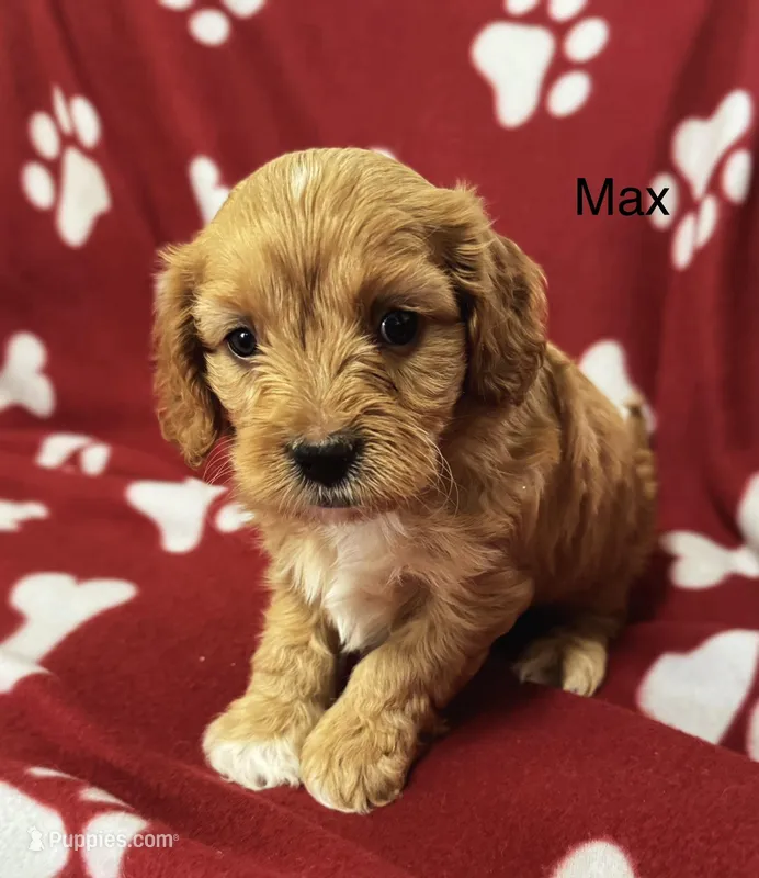 Max  – Cavapoo puppy for sale in Gilbertsville, PA