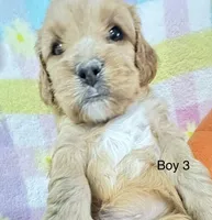 Max, a male Cavapoo for sale in Gilbertsville, PA – Photo 3 of 6