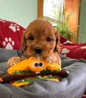 Cooper , a male Cavapoo for sale in Gilbertsville, PA – Photo 8 of 8