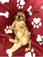 Cooper , a male Cavapoo for sale in Gilbertsville, PA – Photo 2 of 8