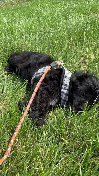 7 to 10lb Dolly, a female Cavapoo for sale in Gilbertsville, PA – 5 of 7