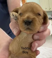 Teddy, a male Cavapoo for sale in Gilbertsville, PA – 4 of 6