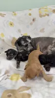 Pudge, a male Cavapoo for sale in Gilbertsville, PA – 4 of 5