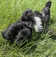  Dolly Pooton, a female Cavapoo for sale in Gilbertsville, PA – 4 of 8