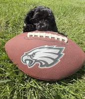 7 to 10lb Dolly, a female Cavapoo for sale in Gilbertsville, PA – 7 of 7
