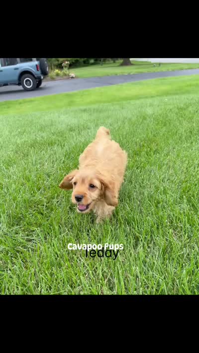  Dolly Pooton, a female Cavapoo for sale in Gilbertsville, PA – 8 of 8