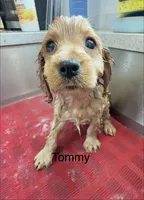 Tommy, a male Cavapoo for sale in Gilbertsville, PA – 4 of 6