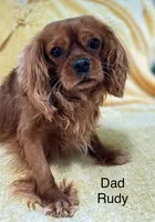 Tommy, a male Cavapoo for sale in Gilbertsville, PA – 5 of 6
