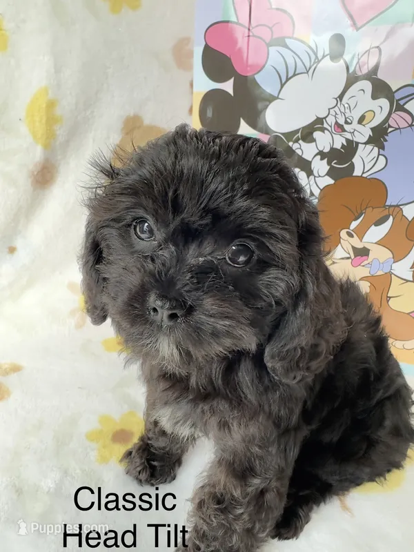  Dolly Pooton – Cavapoo puppy for sale in Gilbertsville, PA