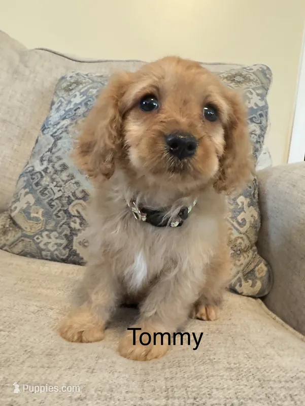 Tommy – Cavapoo puppy for sale in Gilbertsville, PA