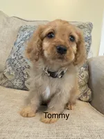 Tommy, a male Cavapoo for sale in Gilbertsville, PA – 1 of 6