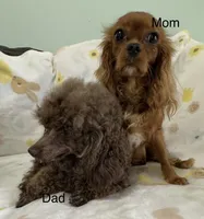Billy, a male Cavapoo for sale in Gilbertsville, PA – 5 of 5