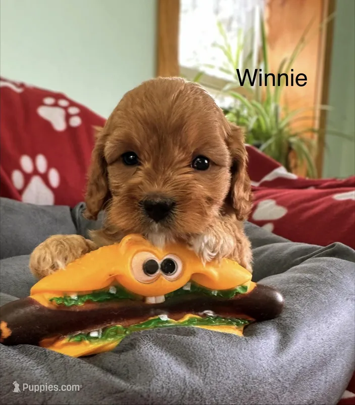 Winnie  – Cavapoo puppy for sale in Gilbertsville, PA