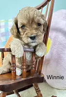 Winnie , a female Cavapoo for sale in Gilbertsville, PA – Photo 1 of 6