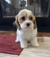 Little Cathy, a female Cavapoo for sale in Gilbertsville, PA – Photo 5 of 8