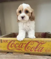 Little Cathy, a female Cavapoo for sale in Gilbertsville, PA – Photo 3 of 8