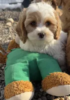 Little Cathy, a female Cavapoo for sale in Gilbertsville, PA – Photo 2 of 8