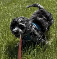 Charlie , a male Cavapoo for sale in Gilbertsville, PA – 6 of 7