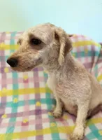 Annie Kin, a female Cavapoo for sale in Gilbertsville, PA – Photo 7 of 8