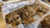 Annie Kin, a female Cavapoo for sale in Gilbertsville, PA – Photo 3 of 8