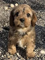 Annie Kin, a female Cavapoo for sale in Gilbertsville, PA – Photo 2 of 8