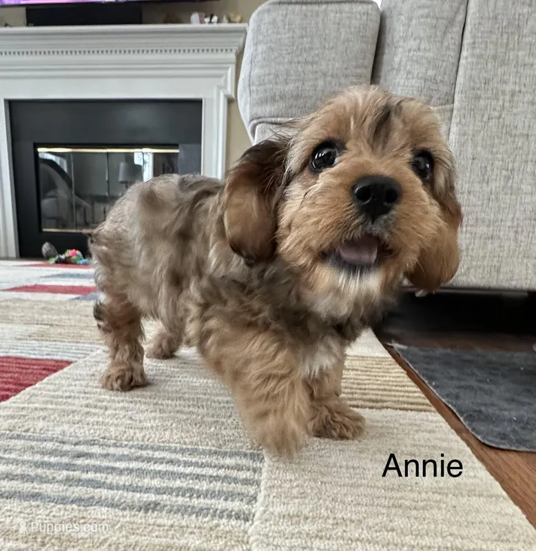 Annie 