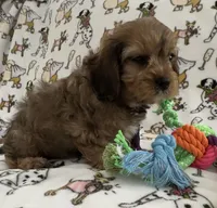 Annie Kin, a female Cavapoo for sale in Gilbertsville, PA – Photo 4 of 8