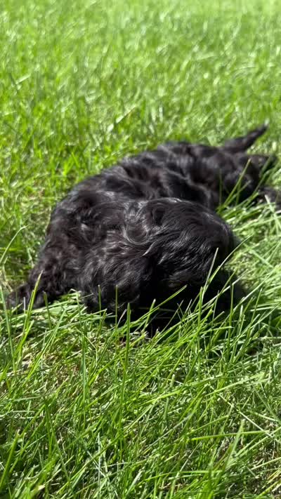  Dolly Pooton, a female Cavapoo for sale in Gilbertsville, PA – 5 of 8