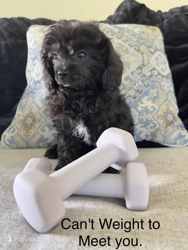 Dolly Pop – Cavapoo puppy for sale in Gilbertsville, PA