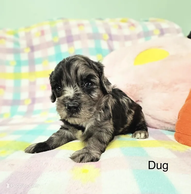 Dug – Cavapoo puppy for sale in Gilbertsville, PA