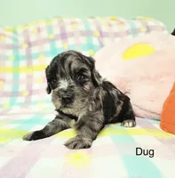 Dug, a male Cavapoo for sale in Gilbertsville, PA – Photo 1 of 4