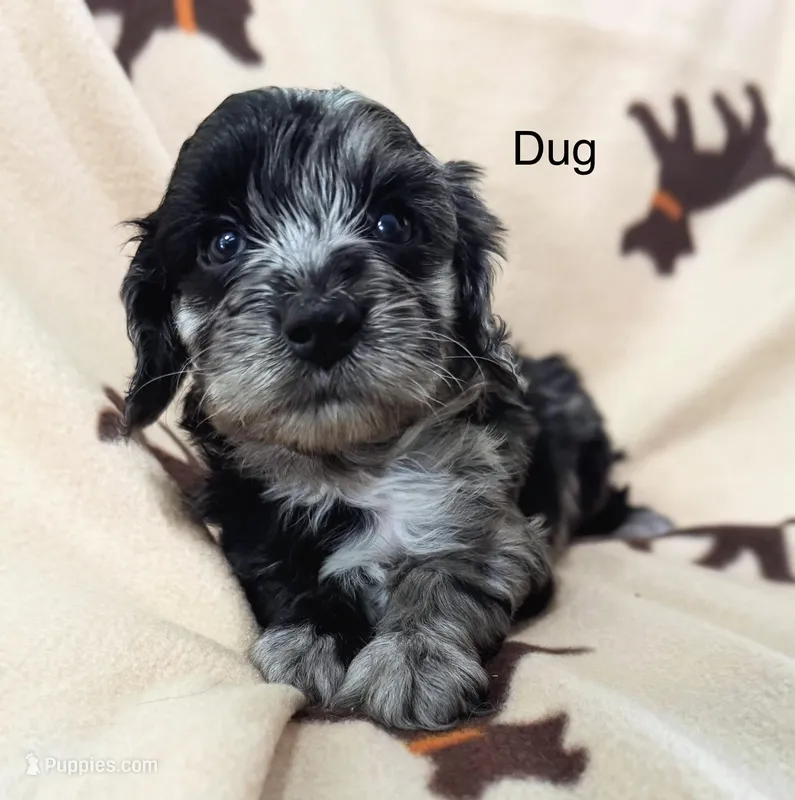 Dug  – Cavapoo puppy for sale in Gilbertsville, PA