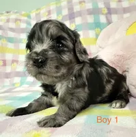 Dug, a male Cavapoo for sale in Gilbertsville, PA – Photo 2 of 4