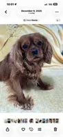 Charlie , a male Cavapoo for sale in Gilbertsville, PA – 4 of 7