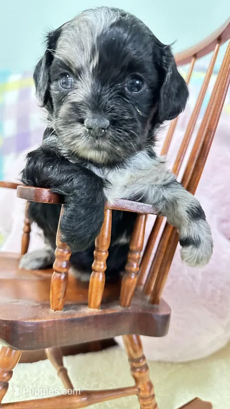 Rosie – Cavapoo puppy for sale in Gilbertsville, PA