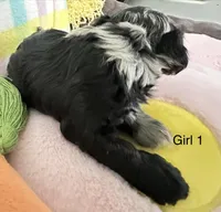 Rosie, a female Cavapoo for sale in Gilbertsville, PA – Photo 6 of 8