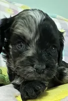 Rosie, a female Cavapoo for sale in Gilbertsville, PA – Photo 5 of 8